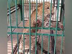 
      
      One-year-old leopard falls in well in Indore’s village, rescued
      
      
