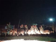 
      
      BSF rescues 37 cattle on International border in Meghalaya
      
      