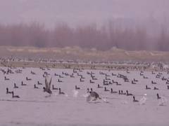 
      
      J-K: Wullar Lake gets CCTV surveillance to curb bird poaching...
      
      
