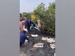 
      
      Mangrove restoration work in oil spill areas in Ennore Creek
      
      