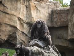 
      
      Study shows apes remember friends they haven't seen for decades
      
      