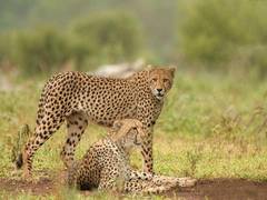 
      
      Cheetah 'Agni' rescued from Baran after escaping from Kuno NP
      
      