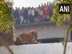 
      
      UP: Tiger resting atop wall in UP's Pilibhit draws massive crowd
      
      