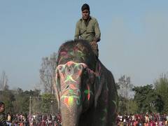 
      
      It’s beauty pageant for elephants in Nepal!
      
      