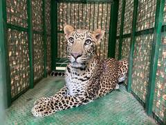 
      
       Leopard enters residential area in Pune, rescued five hours late
      
      