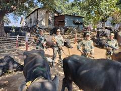 
      
      BSF rescues 47 cattle heads being smuggled to Bangladesh
      
      