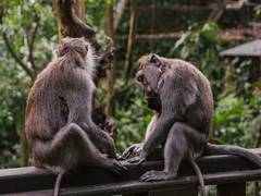 
      
      Apes can recognize friends they haven't seen in decades: Study
      
      