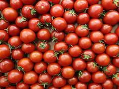 
      
      Tomato plants use their roots to ration water during drought
      
      
