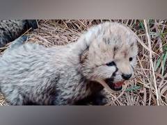 
      
      Purrs in the wild: Namibian Cheetah Aasha births 3 cubs 
      
      