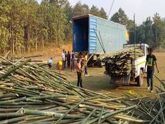 
      
      7000 pieces of bamboo sent to Ayodhya’s Ram Temple from Assam
      
      