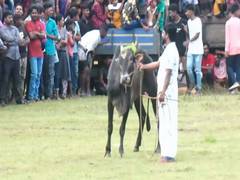 
      
      Jallikattu festival begins in Sri Lanka's Trincomalee
      
      
