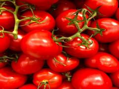 
      
      During drought, tomato plants use their roots to ration water
      
      