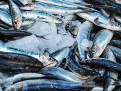 
      
      Mobile app ‘Report Fish Disease’ to track and monitor fish 
      
      