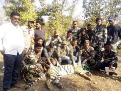 
      
      Maharashtra: 62 ‘man-eater’ tigers captured in last ten years
      
      