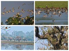 
      
      5th Water-Birds Census records Kaziranga Park among top 5 
      
      