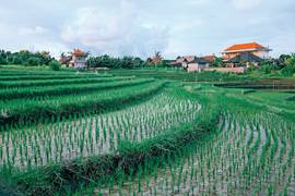 Study shows yield losses intensify when groundwater dwindles