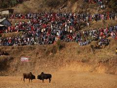 
      
      Nepal: People in Nuwakot's Taruka organise annual 'Bull Fighting'
      
      