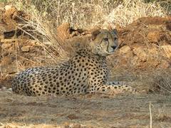 
      
      Namibian cheetah Shaurya passes away at Kuno
      
      