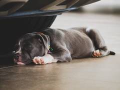 
      
      American Bully dog attacks 7-year-old in Delhi, case registered
      
      
