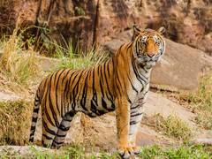 
      
      Authorities of Bengal Safari initiate steps to keep animals warm
      
      