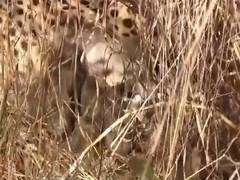 
      
      Namibian cheetah gives birth to 3 cubs at Kuno
      
      