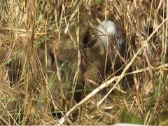 
      
      Namibian cheetah gives birth to four cubs, not three
      
      