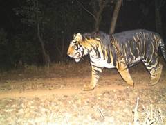 
      
      Odisha to establish world's first Melanistic Tiger Safari
      
      