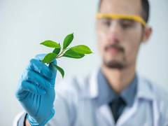 
      
      Plant receptors that regulate growth have common origin: Study 
      
      