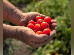 
      
      Red Gold Tomatoes from Europe - Farming Perfected in Europe
      
      