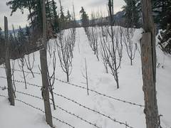 
      
      Himachal Pradesh: 475 roads blocked due to snowfall 
      
      