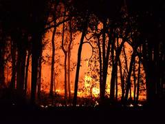 
      
      Death toll in Chile wildfires rises to 99
      
      