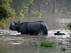 
      
      Two officials injured in rhino attack at Kaziranga National Park
      
      