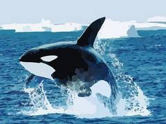 
      
       Pod of 10 killer whales trapped by sea ice in Japan
      
      