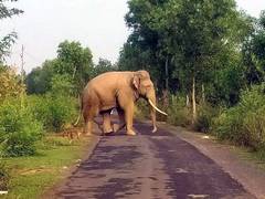 
      
      Assam: Forest staff injured in attack by wild elephant
      
      