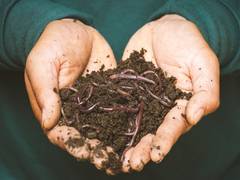 
      
      Study finds worm species that protect crops without pesticides
      
      
