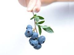 
      
      Researchers explain why blueberries are blue in colour
      
      
