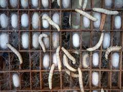 
      
      Study finds a species that protect crops without pesticides
      
      