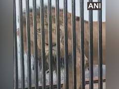 
      
      Bengal Safari Park of Siliguri welcomes pair of lions
      
      