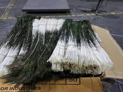
      
      DRI seizes 28 lakh peacock tail feathers at Nhava Sheva Port
      
      