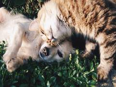 
      
      Israelis warned against adopting cats and dogs from Gaza
      
      