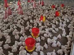 
      
      Bird flu outbreak in Andhra Pradesh's Nellore district, collector
      
      