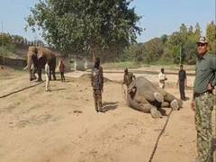 
      
      Forest dept team begins rescue operation of elephants in Anuppur
      
      