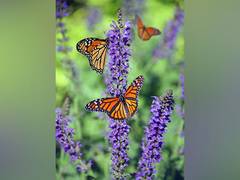 
      
      Butterflies mimic each other's flight patterns to evade predators
      
      