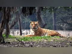 
      
      Punjab: Tiger 'Aman' shifted to Ludhiana from Chhatbir Zoo
      
      