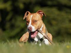
      
      Pitbull attacks 7-yr-old in Delhi, owner booked
      
      