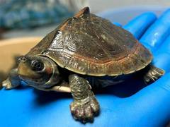 
      
      DRI foils wildlife trafficking, rescues 351 Indian tent turtles i
      
      