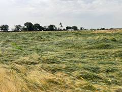 
      
      UP govt to pay compensation to farmers for damaged crops
      
      
