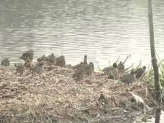 
      
      World Wildlife Day celebrated at Okhla Bird Sanctuary 
      
      