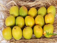 
      
      Experience Ratnagiri and Devgad Alphonso Mangoes at Your Doorstep
      
      