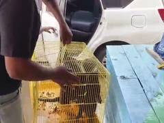 
      
      Inter-state smugglers of exotic wild animals apprehended in AP
      
      